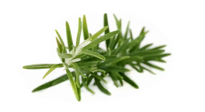 Rosemary Extract Powder.jpg